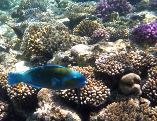 P1020994 A blue parrot fish